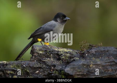 Finlandais à cuisse jaune (Pselliophorus tibialis), Costa Rica, Amérique centrale Banque D'Images
