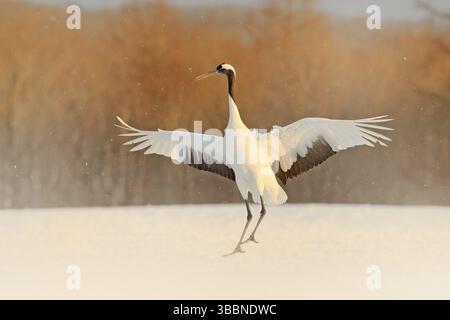 Grue en chute de neige. Chute de neige avec grue à couronne rouge sur la prairie, Hokkaido, Japon. Nourrissage des oiseaux, scène hivernale avec flocons de neige. Coucher de soleil en soirée avec grand Banque D'Images