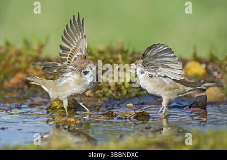 Moineau d'arbre eurasien (passer montanus) figthting à un trou d'eau, Vallée d'Aoste, Italie, Europe Banque D'Images