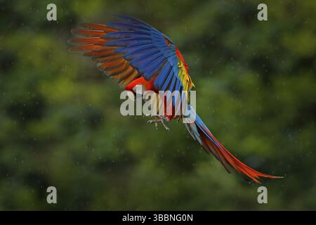 Scène sauvage de la nature tropicale. Oiseau rouge dans la forêt. Vol Parrot. Perroquet rouge sous la pluie. Le perroquet de la macaw vole dans une végétation vert foncé. Macaw écarlate Banque D'Images