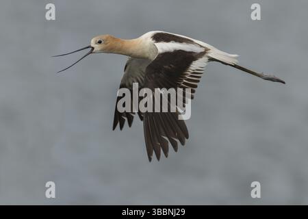 Avocet américain (Recurvirostra americana) volant, Californie, États-Unis, Amérique du Nord Banque D'Images