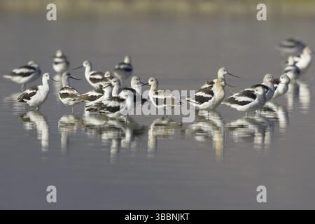 Avocet américain (Recurvirostra americana), Alberta, Canada, Amérique du Nord Banque D'Images