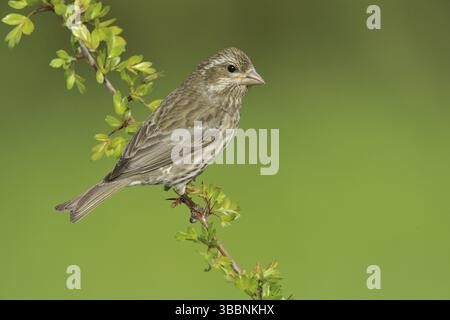 Femelle de pinson violet (Haemorhous purpureus), Colombie-Britannique, Canada, Amérique du Nord Banque D'Images