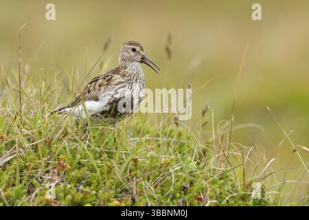 Dunlin (Calidris alpina) faisant escale sur le terrain, Islande, Europe Banque D'Images