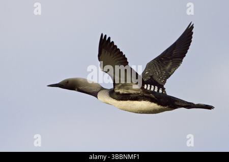 Loon du Pacifique (Gavia pacifica) volant, Manitoba, Canada, Amérique du Nord Banque D'Images