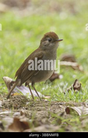 Grive du Nightingale à tête rouillée (Catharus frantzii), Costa Rica, Amérique centrale Banque D'Images