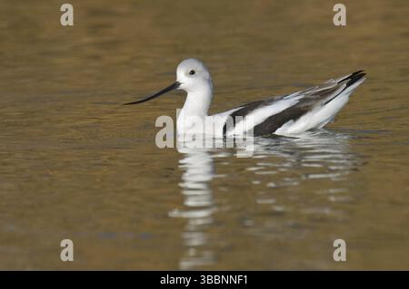 Avocet américain (Recurvirostra americana), Arizona, États-Unis, Amérique du Nord Banque D'Images