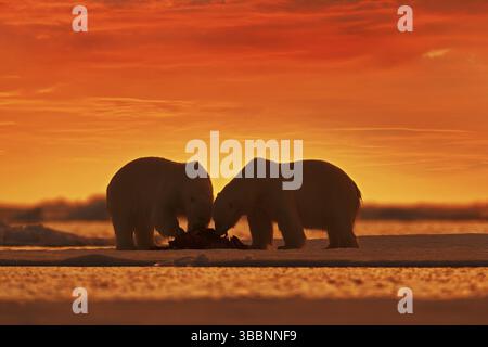 Deux ours polaires avec sceau tué. Ours blanc se nourrissant de neige sur la glace de dérive, Svalbard, Norvège. Nature sanglante avec de grands animaux. baer dangereux avec voiture Banque D'Images
