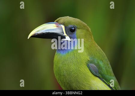 Toucanet à gorge bleue, Aulacorhynchus prasinus, oiseau toucan vert dans l'habitat naturel, animal exotique dans la forêt tropicale, Costa Rica. Scène animalière Banque D'Images