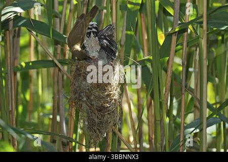 Coucou commun et Paruline de roseau eurasienne (Cuculus canorus et Acrocephalus scirpaceus) Paruline de roseau eurasienne prenant en charge le sac fécal du Cucko commun juvénile Banque D'Images