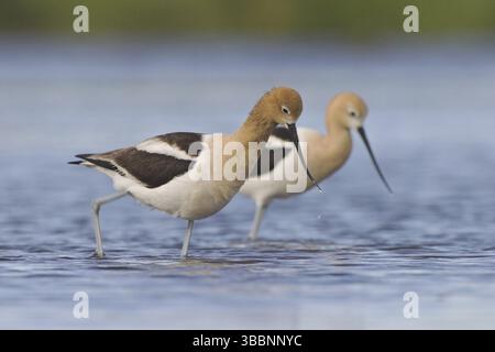 Avocet américain (Recurvirostra americana), Alberta, Canada, Amérique du Nord Banque D'Images