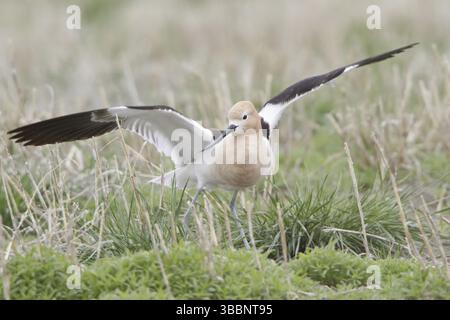 Avocet américain (Recurvirostra americana), Alberta, Canada, Amérique du Nord Banque D'Images