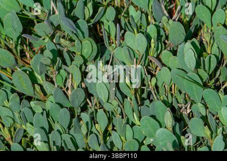 Arbuste pérenne de purslane de mer (Halimione portulacoides) présentant d'épaisses feuilles vertes ovales dans les marais salés le long de la côte de la mer du Nord Banque D'Images