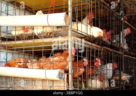 Sao Paulo, Brésil. 16 mai 2025. Économie : la Chine arrête les importations de poulet brésilien pendant 60 jours après un cas de grippe aviaire. La première épidémie de grippe aviaire H5N1, dans une ferme avicole commerciale au Brésil a été confirmée par le ministère de l'Agriculture et de l'élevage vendredi (16), dans la ville du Monténégro, Rio Grande do Sul, Brésil. Vendredi 16 mai 2025, (photo de Saulo Dias/Alamy Live News) Banque D'Images
