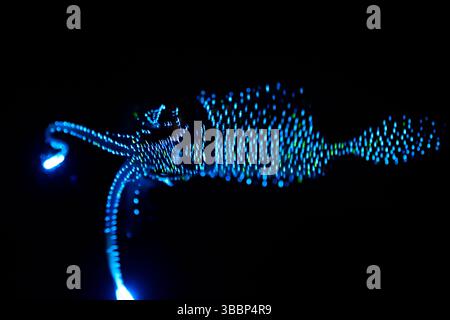 Le calmar bioluminescent (Watasenia scintillans) ( ほたるいか , hotaru-ika ) émet d'intenses éclairs de lumière à partir de trois minuscules organes lumineux (photophore Banque D'Images