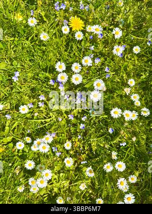 Marguerites, pissenlits et fleurs speedwell poussant dans une prairie en Angleterre, au Royaume-Uni. Banque D'Images