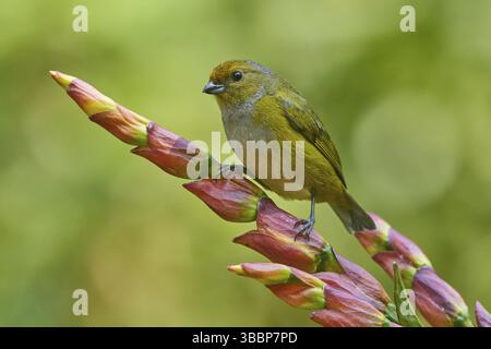 Femelle Euphonia (Euphonia xanthogaster) à ventre orange, Équateur, Amérique du Sud Banque D'Images
