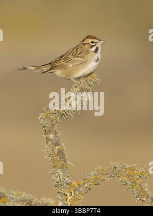 Muguet ermite (Catharus guttatus) perché sur une branche, Californie, USA, Amérique du Nord Banque D'Images