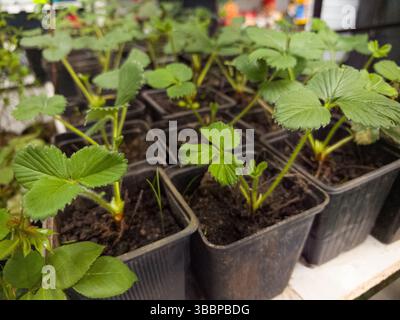 Des rangées de jeunes plants de fraises prospèrent dans de petits pots noirs remplis de terre riche, mettant en valeur leurs feuilles vertes vibrantes sous un éclairage intérieur doux à Banque D'Images