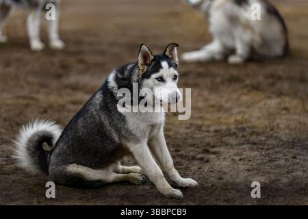 Chien de traîneau assis dans la cour regardant dehors - Husky race Banque D'Images