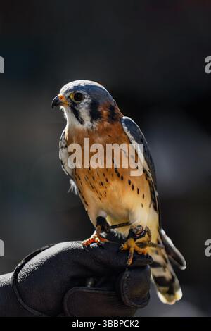 American Kestrel (Falco sparverius) est assis sur Handler's Fist - oiseau captif Banque D'Images
