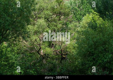Sunlit Green Horizon – cadre de la nature Banque D'Images