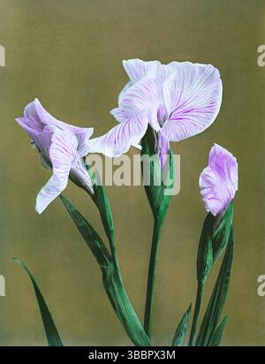 Iris Kæmpferi, collotype coloré à la main de quelques fleurs japonaises (1896) par Kazumasa Ogawa. Banque D'Images