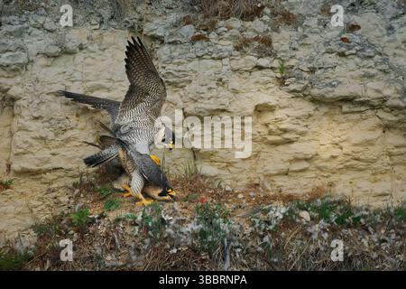 Une paire de faucons pèlerins sauvages (Falco peregrinus) sur une falaise de craie. Un aperçu rare du comportement de reproduction de l’oiseau le plus rapide du monde. Banque D'Images