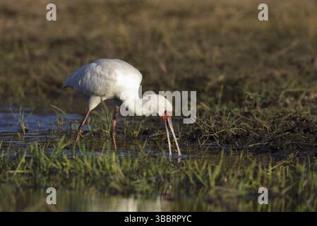 African Spoonbill (Platalea alba) butinage, Chobe, Botswana, Afrique Banque D'Images