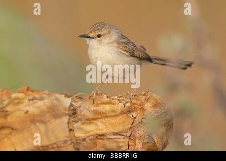 Streifenprinie, Paruline gracieuse, Prinia gracieuse, Prinia gracilis, Prinia gracile, Alzacola Gracil Banque D'Images