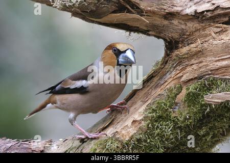 Hawfinch (Coccothraustes coccothraustes), Bade-Wuertemberg, Allemagne, Europe Banque D'Images