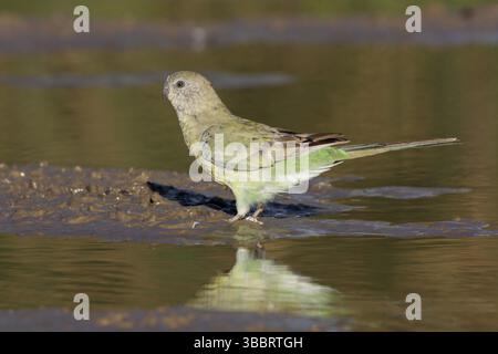 Perroquet à rougeurs (Psephotus haematonotus) femelle, Victoria, Australie, Océanie Banque D'Images