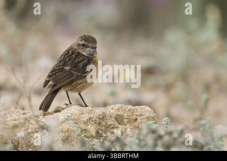Stonechat européen - Schwarzkehlchen - Saxicola torqatus ssp. Rubicola, Maroc, femelle adulte, Afrique Banque D'Images