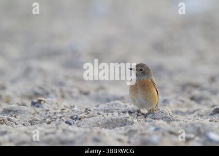 Redstart - Gartenrotschwanz - Phoenicurus phoenicurus ssp. Phoenicurus, Allemagne, mâle adulte, Europe Banque D'Images