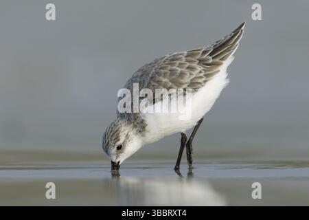 Sanderling (Calidris alba), Victoria, Australie, Océanie Banque D'Images