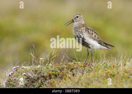 Dunlin (Calidris alpina) faisant escale sur le terrain, Islande, Europe Banque D'Images