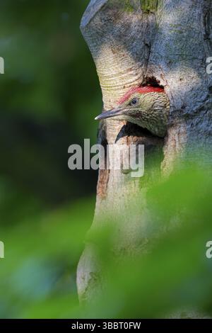 Gruenspecht, pic vert, pic vert eurasien, Picus viridis, pic vert, PITO Real Banque D'Images