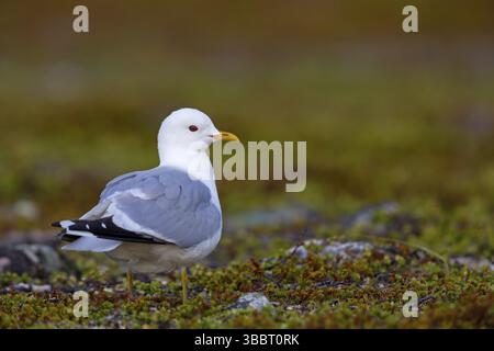 Sturmmoewe, Goéland commun, Goéland Mew, Larus canus, Goeland cendre, Gaviota Cana Banque D'Images