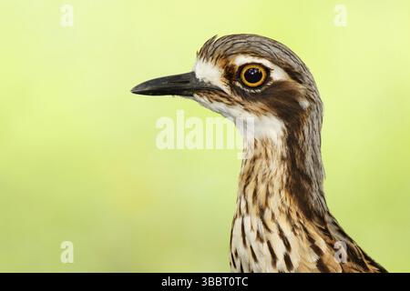 Burhinus grallarius (Burhinus grallarius), Queensland, Australie, Océanie Banque D'Images