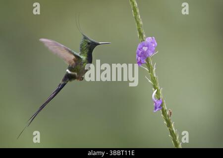 Thorntail à crête grillagée (Discosura popelairii), Pérou, Amérique du Sud Banque D'Images