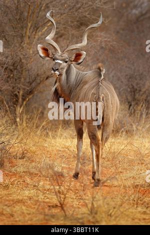 Grand kudu, Tragelaphus strepsiceros, belle antilope avec cornes spirales. Animal dans l'habitat de prairie verte, delta de l'Okavango, Moremi, Botswana. KUD Banque D'Images