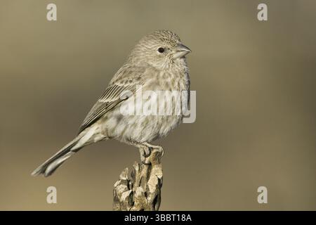 Finch (Haemorhous mexicanus) femelle, Arizona, USA, Amérique du Nord Banque D'Images