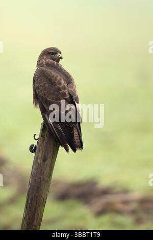 Buizerd ; Buse variable Buteo buteo ; Banque D'Images
