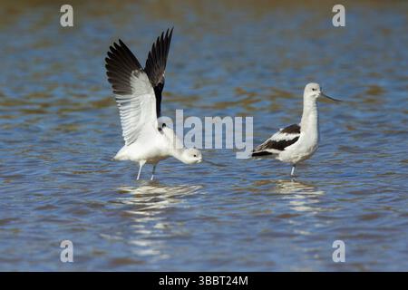 Avocet américain Recurvirostra americana Gilbert Water Ranch, Gilbert, Comté de Maricopa, Arizona, États-Unis 15 janvier mâles adultes en plumage hivernal Banque D'Images