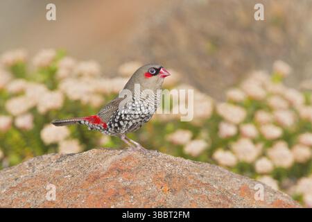 Firetail à oreilles rouges (Stagonopleura oculata), Australie occidentale, Australie, Océanie Banque D'Images