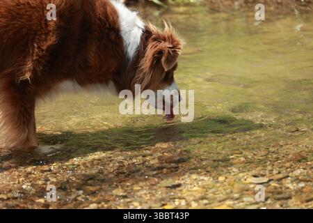 Chien brun et blanc boit de l'eau d'un ruisseau Banque D'Images