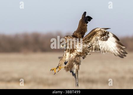 Débarquement commun de Buzzard (Buteo buteo), Castille-la Manche, Espagne, Europe Banque D'Images