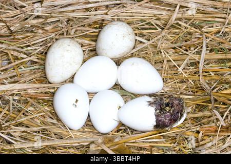 Colinus virginianus du Nord Minneapolis, Minnesota, États-Unis 8 juin éclosion immature. Phasianidae Banque D'Images