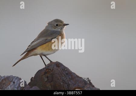 Redstart - Gartenrotschwanz - Phoenicurus phoenicurus ssp. Phoenicurus, Allemagne, mâle adulte, Europe Banque D'Images