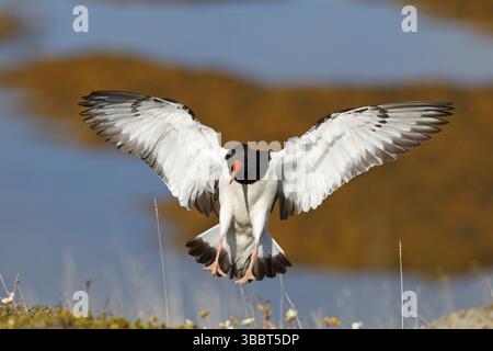 Oystercatcher eurasien (Haematopus ostralegus) volant, Islande, Europe Banque D'Images